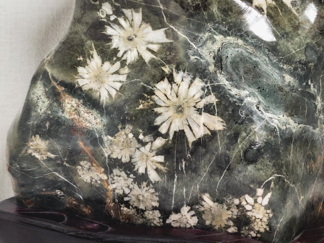 白菊 9.6kg 菊花石 菊紋石 花紋石 紋石 鑑賞石 自然石 水石 原石