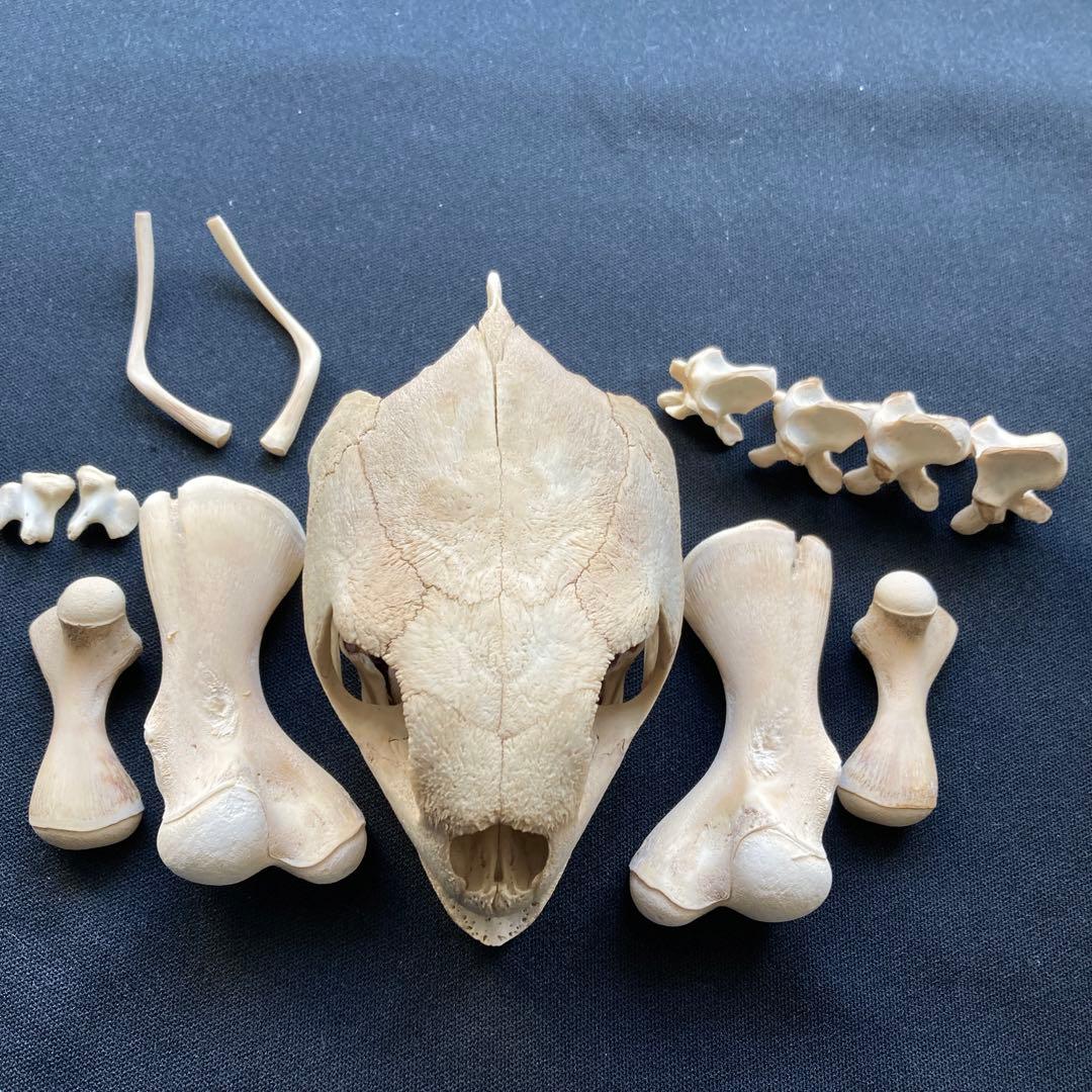 ウミガメの頭骨・頸椎他 - メルカリ