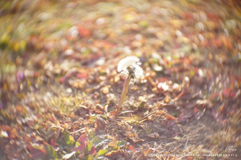 M42マウント VICTOR ENGLAND E.F.2 F1.6 ぐるぐるボケ