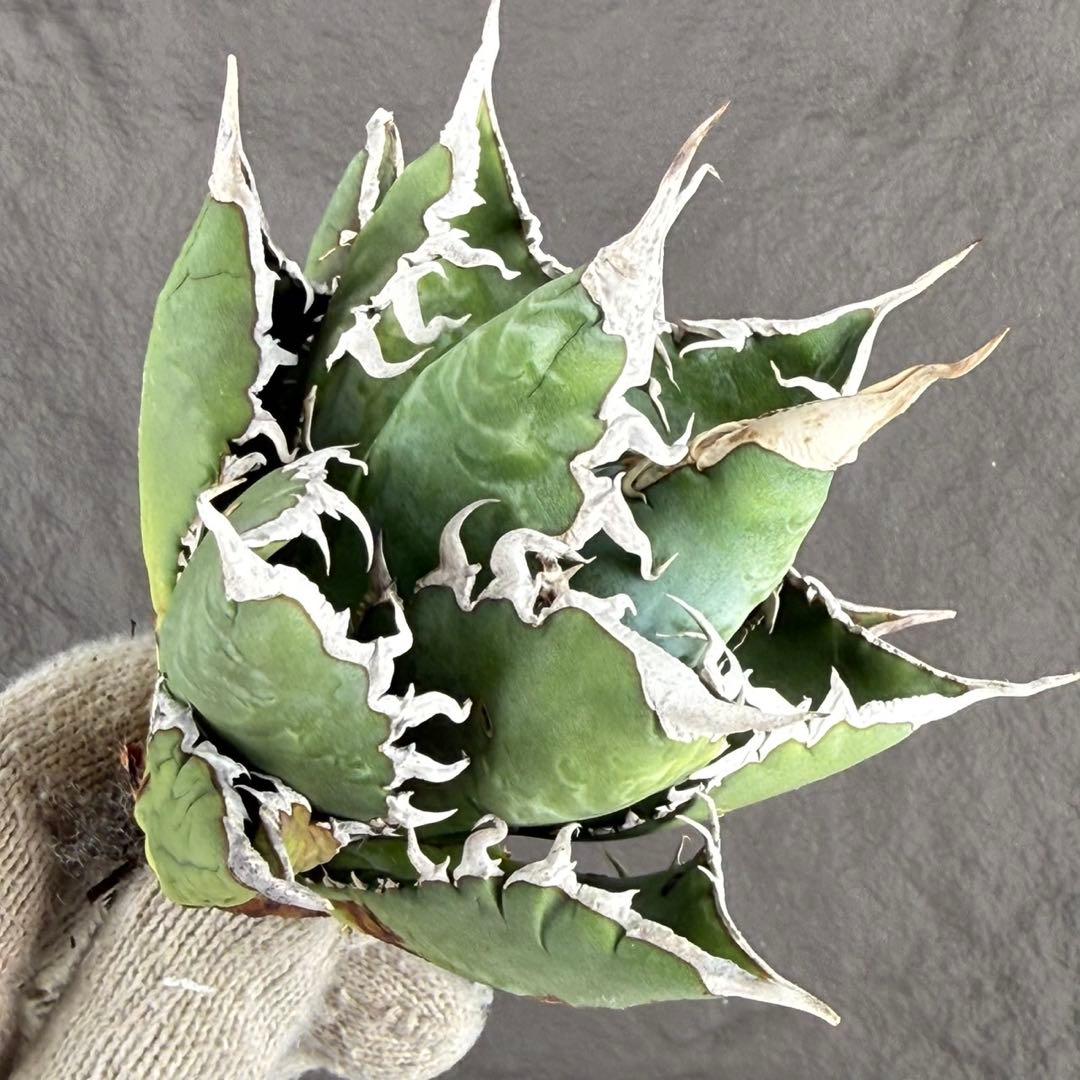 アガベ 海王“精品海王” 】五つ星神龍/血統株/狂刺/極上 Z-7 - メルカリ