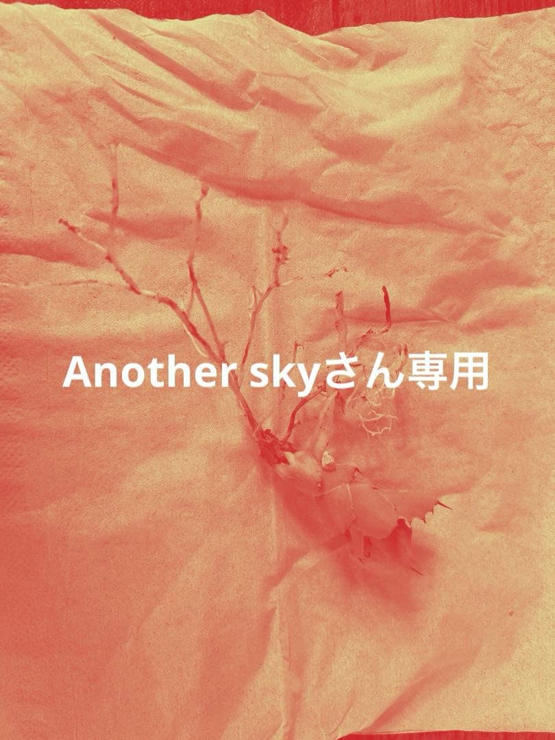 アガベ甲蟹×屈原舞扇(No. ??) AGAVE LIVES産 - メルカリ