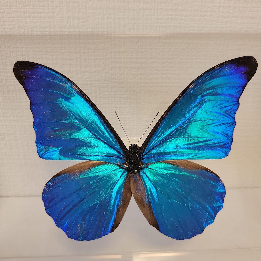 蝶の標本　ブルーモルフォの世界(珍)大型 蝶の標本 モルフォの世界（珍特A）特大 - メルカリ