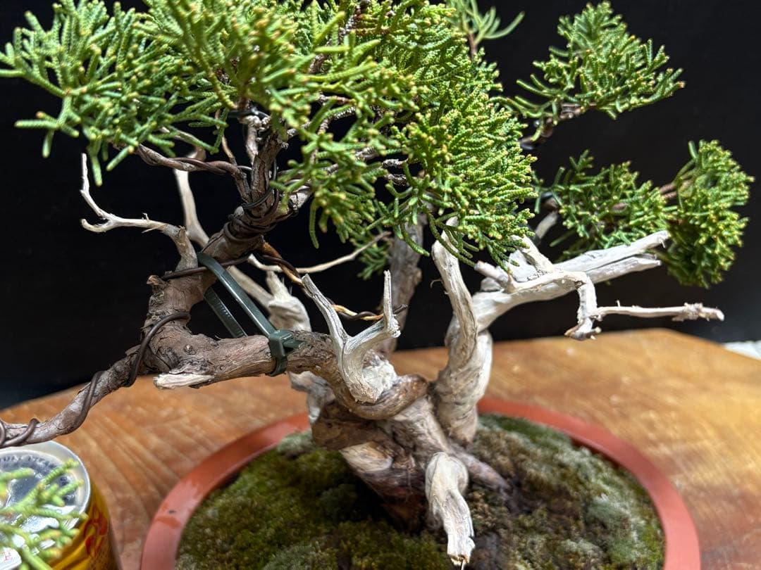 サービスオークション盆栽]真柏 - メルカリ