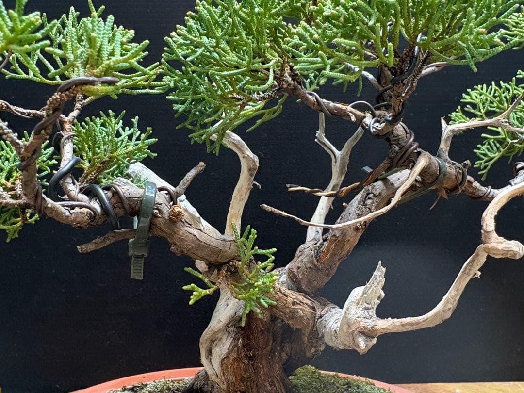 サービスオークション盆栽]真柏 - メルカリ
