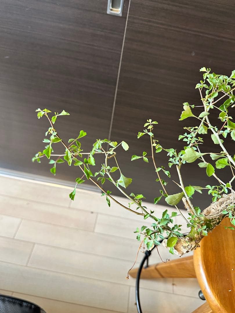 n*o様 特大 コミフォラ カンペストリス Commiphora Campest - メルカリ