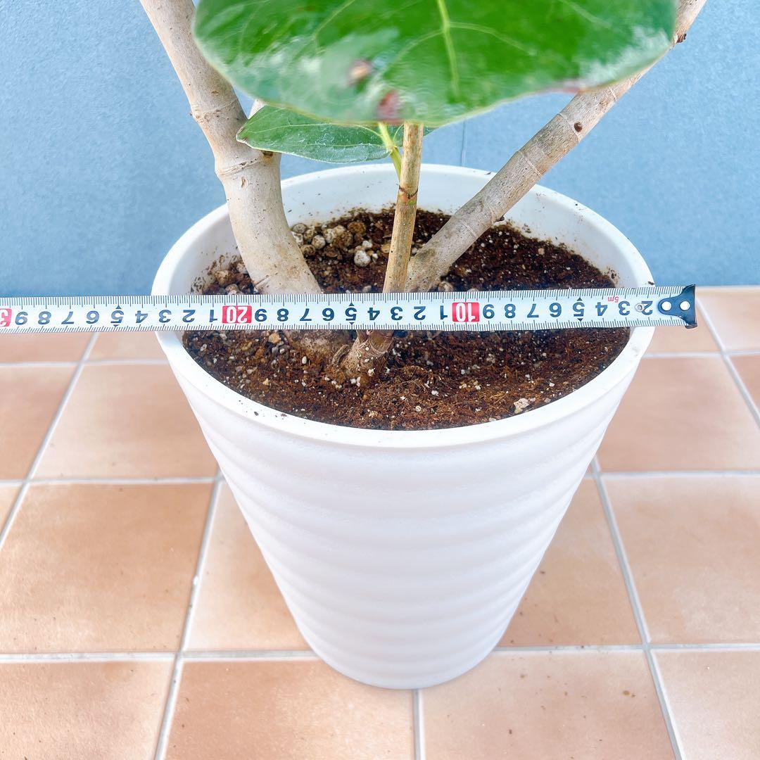 現品 海葡萄 シーグレープ 曲がり 1番 観葉植物 希少 インテリア