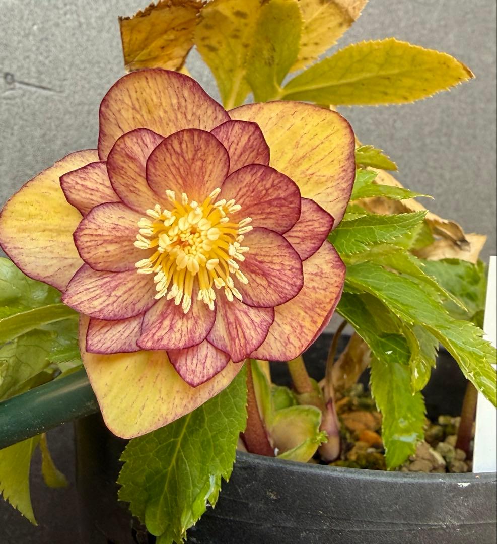 K*i様 クリスマスローズ 開花株ddムルチオーレア 充実株 大木ナーセリー クリスマスローズ 開花株ddムルチオーレア 充実株 大木ナーセリー