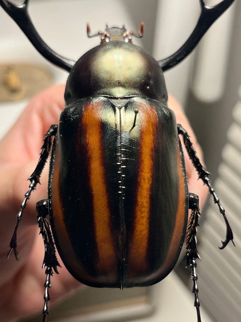 【手長黄金最高峰】セスジドウナガテナガコガネ 特大標本 プラチナコガネ