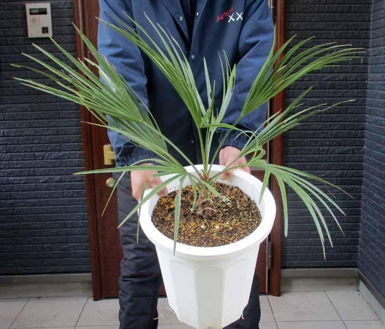 現品】ブラヘア・スーパーシルバー 10号 3S番 ヤシの木 椰子の木