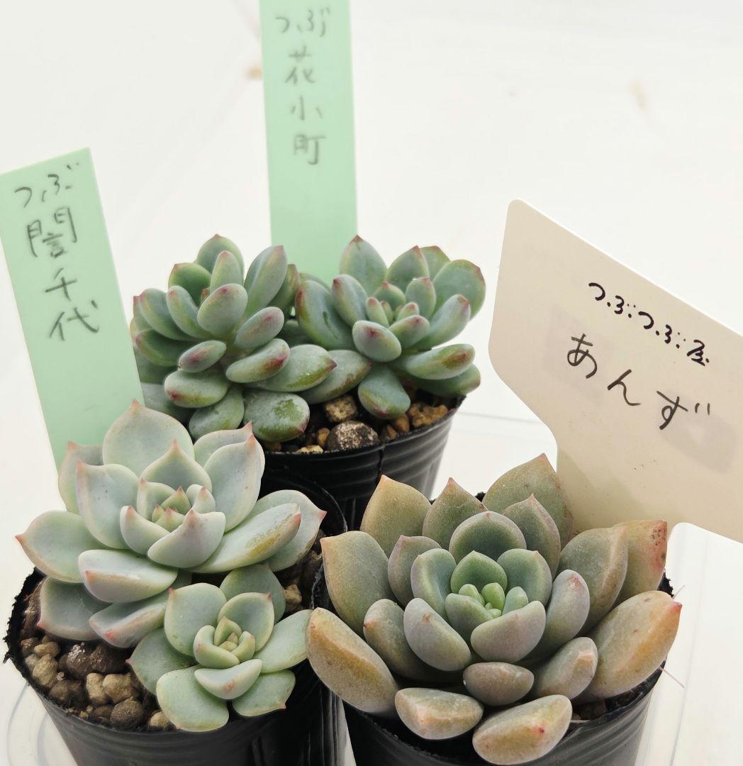 ㉖あんず❣️花小町❣️誾千代❣️発根済!つぶつぶ屋さん ネコポス送料