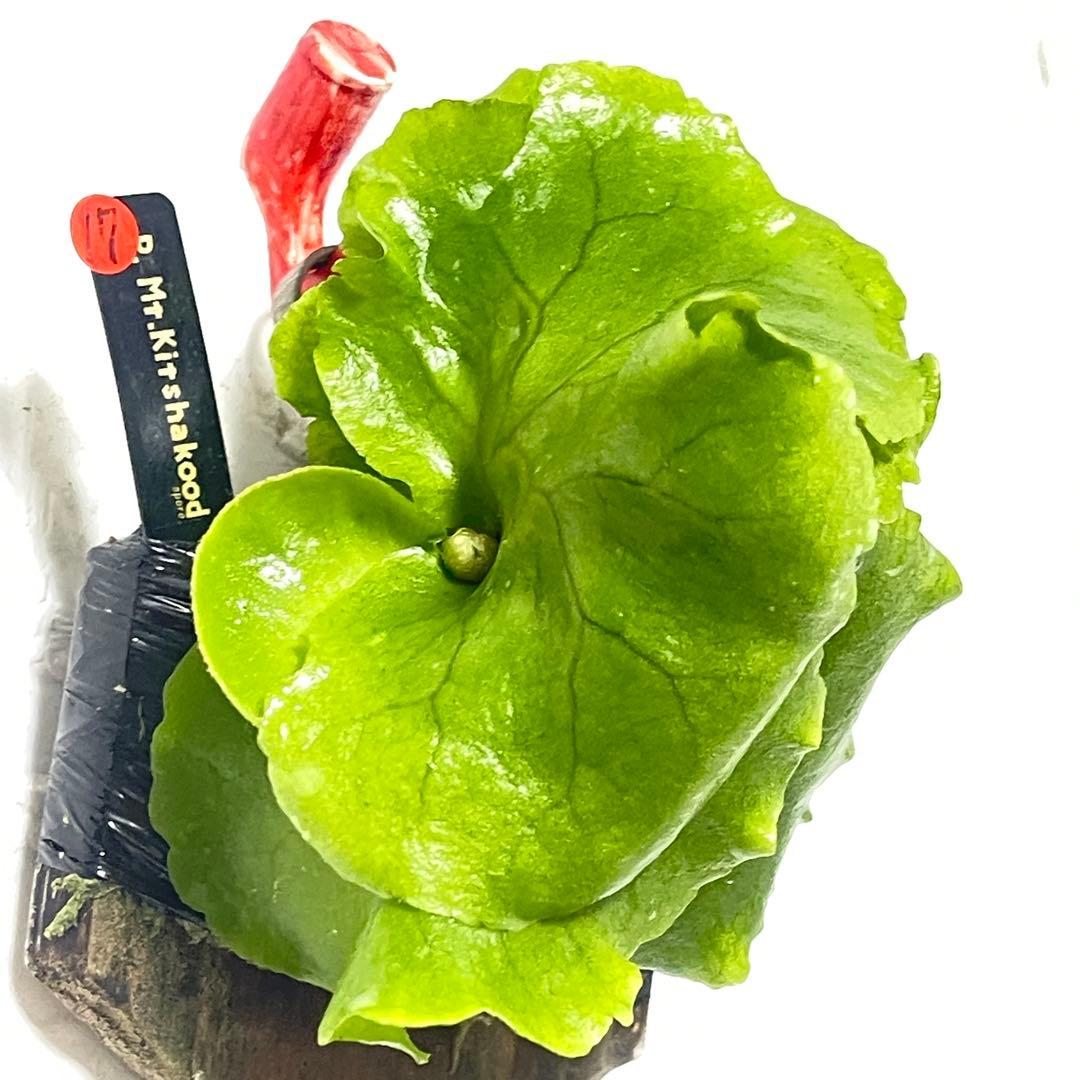 キッチャクード mt.Kitshakood ビカクシダ 胞子培養株17 - メルカリ