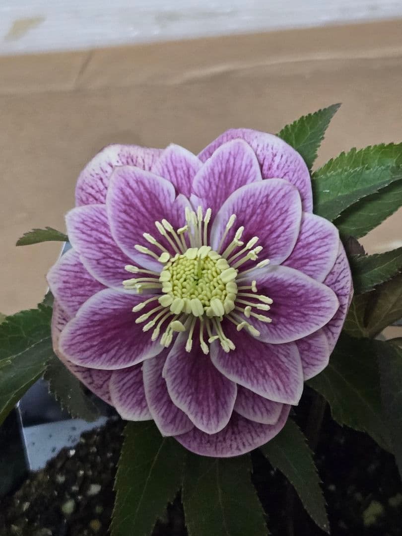 ☆広瀬園芸☆クリスマスローズ☆4.5号鉢☆ - メルカリ