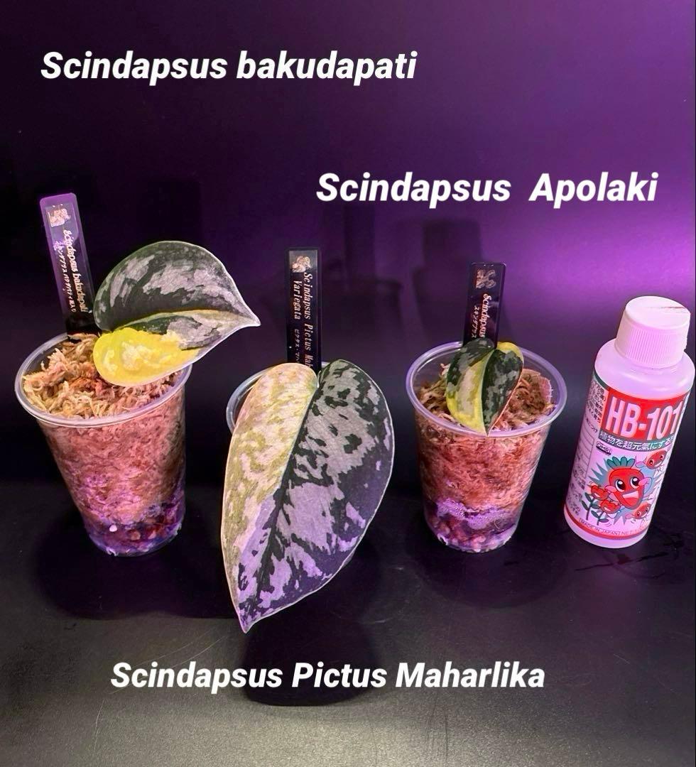 スキンダプサス 綺麗な斑入り セットH3 - メルカリ