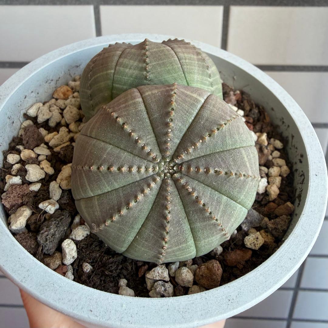 B*中様 ユーフォルビア オベサ 実生モンスト 分頭 - 塊根植物