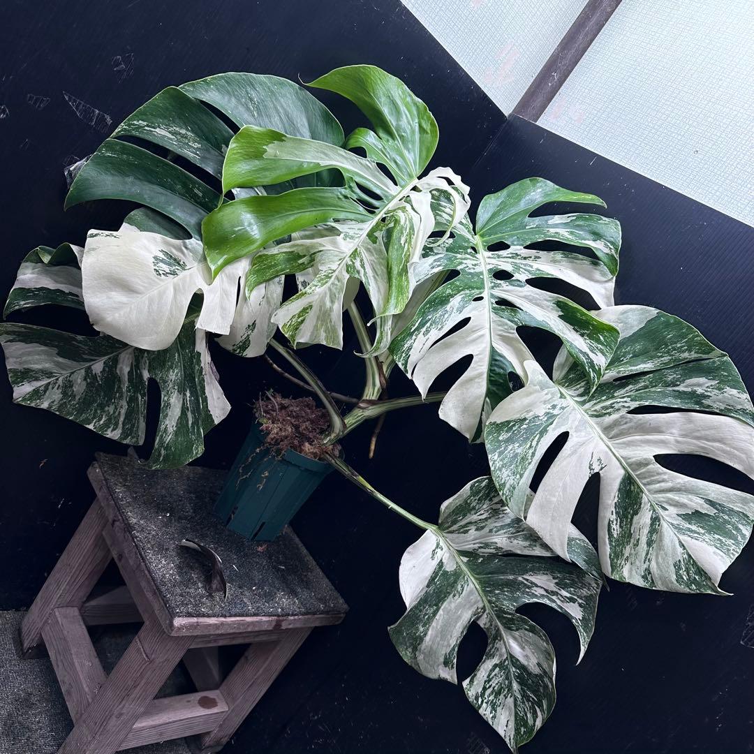 斑入りモンステラ ホワイトタイガー極美大株56cm白斑多 - メルカリ