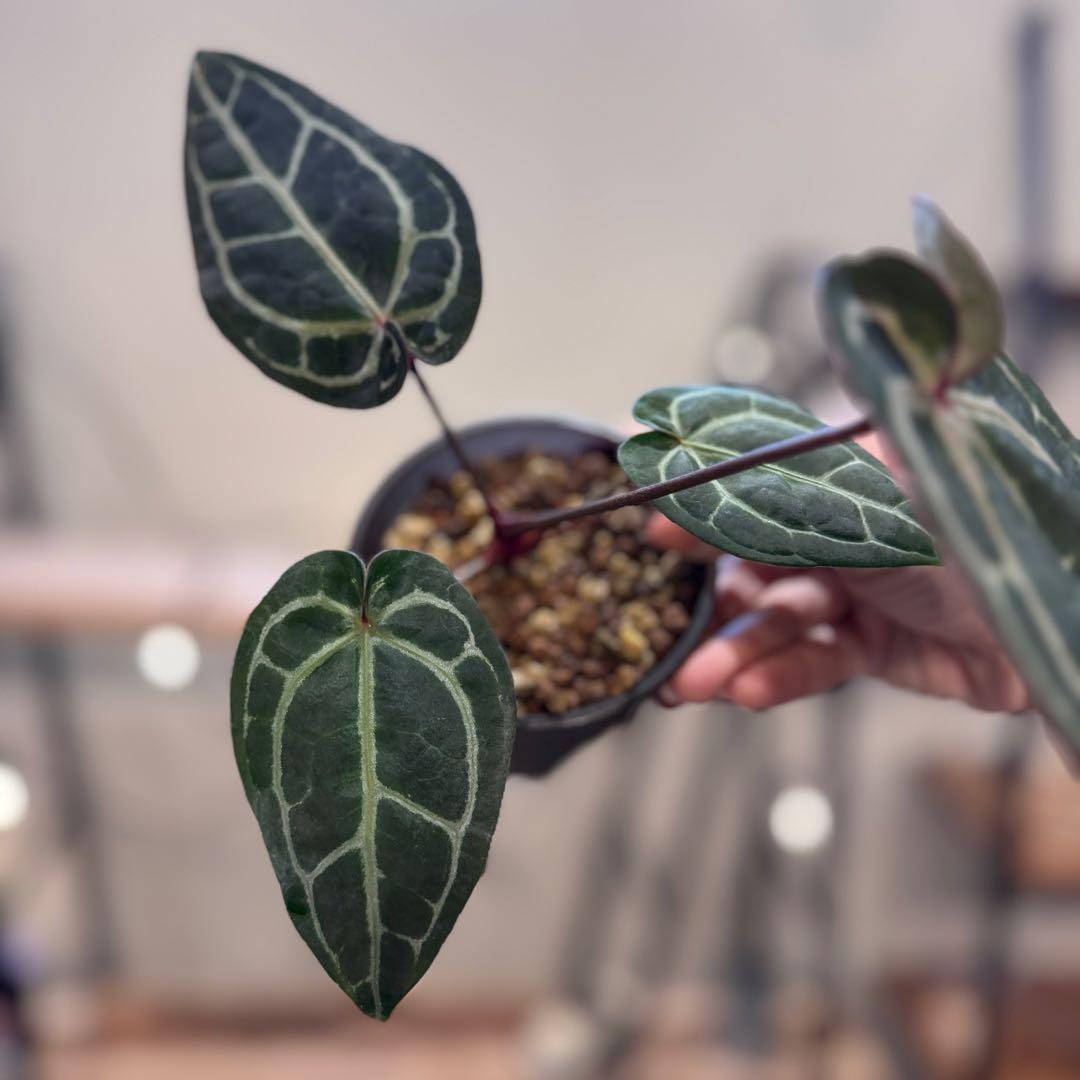 g*o様 28 アンスリウム 'ミシェル' F2 レッドクリスタリナム - メルカリ