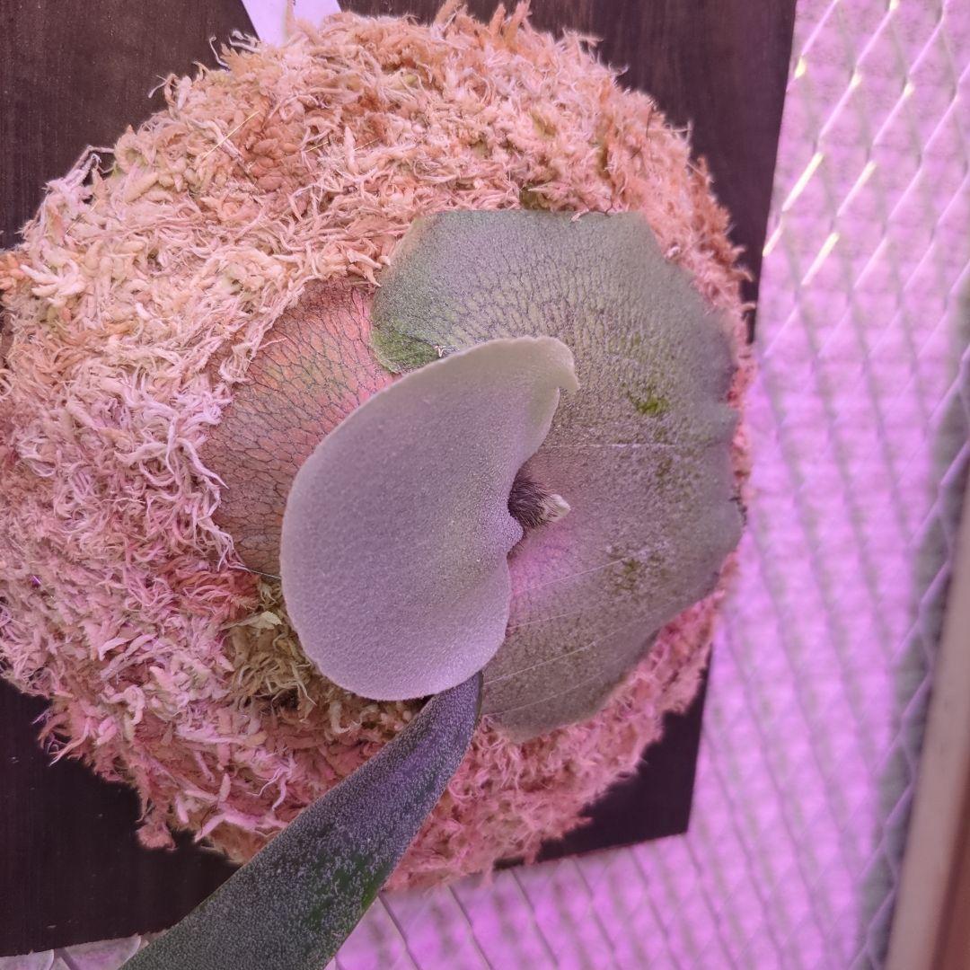 わ*ち様 【1株限定出品】P.FSQ 'Dwarf' oc/ビカクシダ - メルカリ