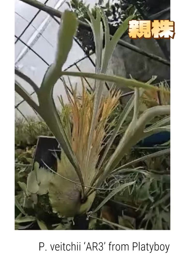 食虫植物 ネペンテス アンプラリア 斑入り 初根 初芽済み