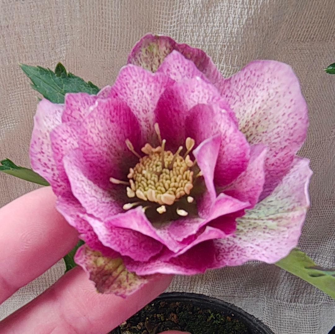 2625 多弁ダブルやシングル ピンク系クリスマスローズ開花株 お得4苗