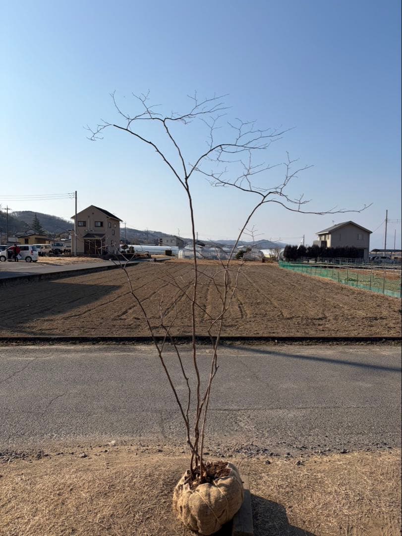 山採り ナツハゼ 株立ち 4本立ち 自然樹形 - メルカリ