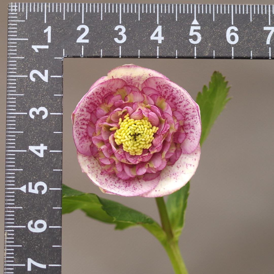 7381 認定！アンティークモーリー クリスマスローズ開花 加藤農園