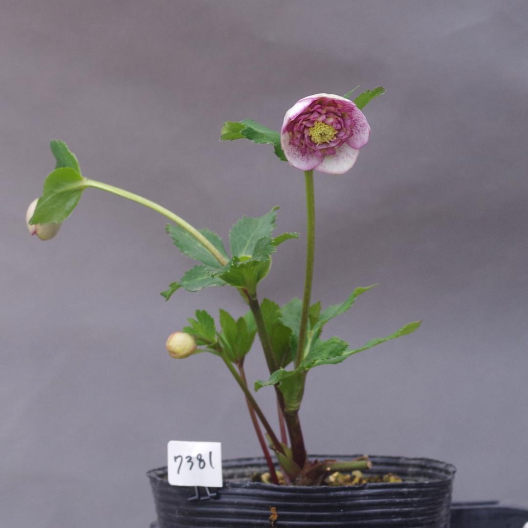 7381 認定！アンティークモーリー クリスマスローズ開花 加藤農園