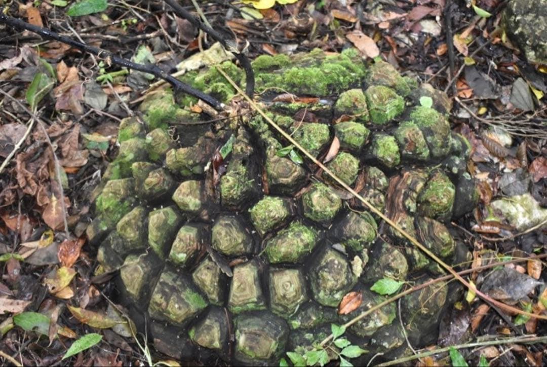 メキシコ亀甲竜 レア Dioscorea mexicana 現地株 大株 未発根 - メルカリ