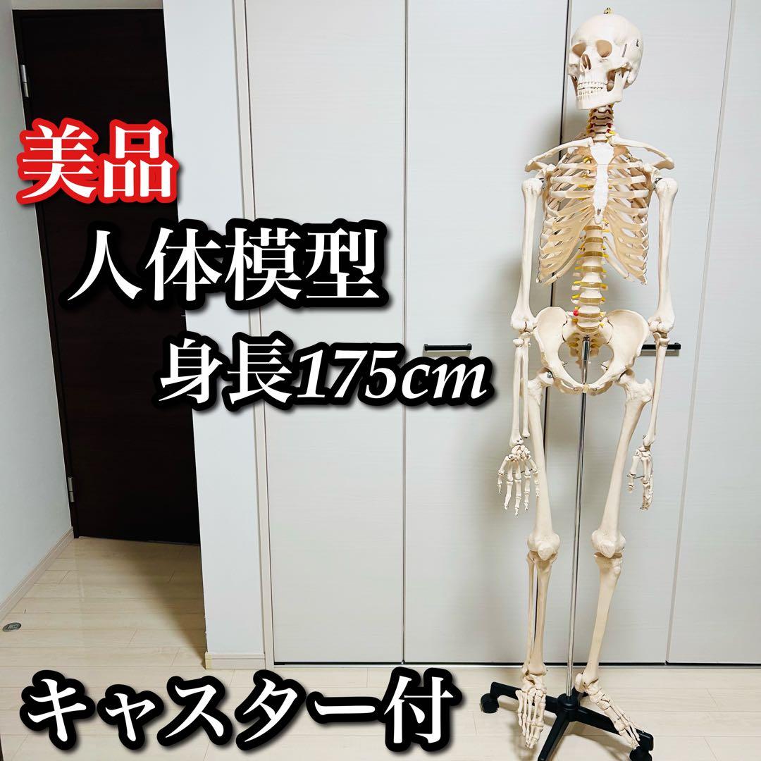 送料無料】人体模型 骨格標本 骸骨 がい骨 忠実 リアル 等身大 - メルカリ