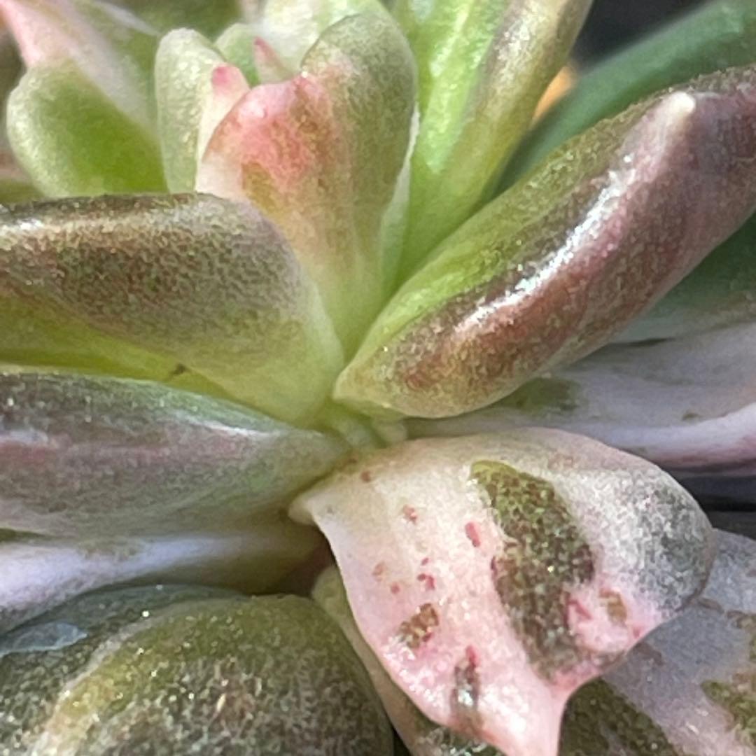 専用！ 高級品種 稀少 インドネシア多肉 プリンス錦3点セット 速達代付