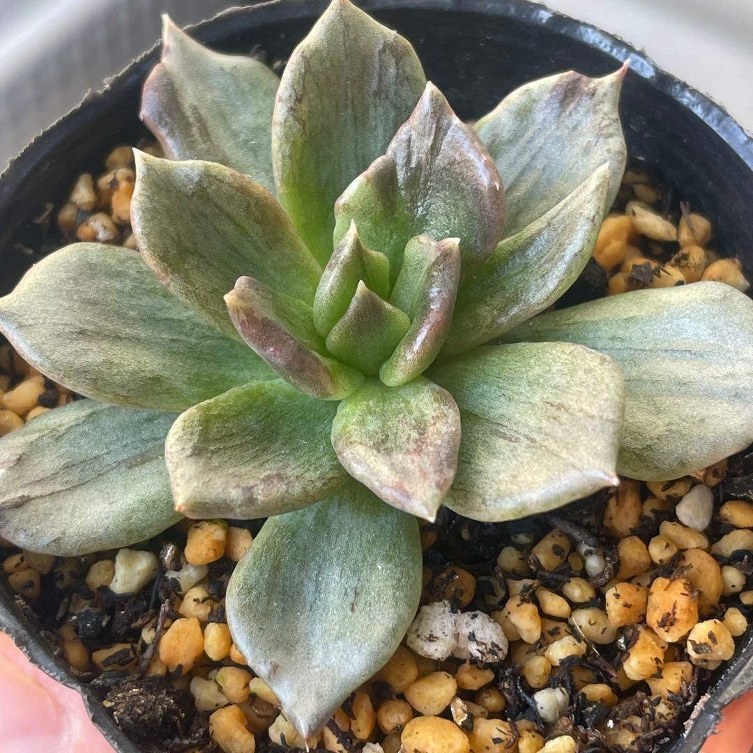 専用！ 高級品種 稀少 インドネシア多肉 プリンス錦3点セット 速達代付