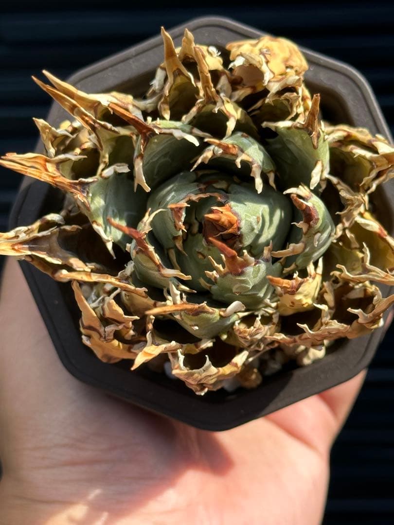 アガベ ユタエンシス エボリスピナ 陽炎 裏棘 連棘 発根済