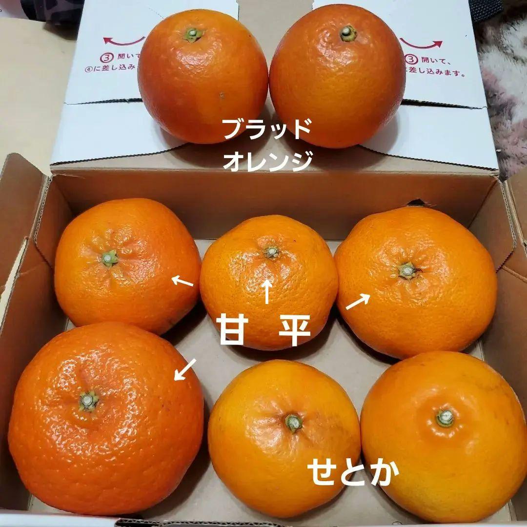 柑橘(甘平、せとか、ブラッドオレンジ)セット - メルカリ