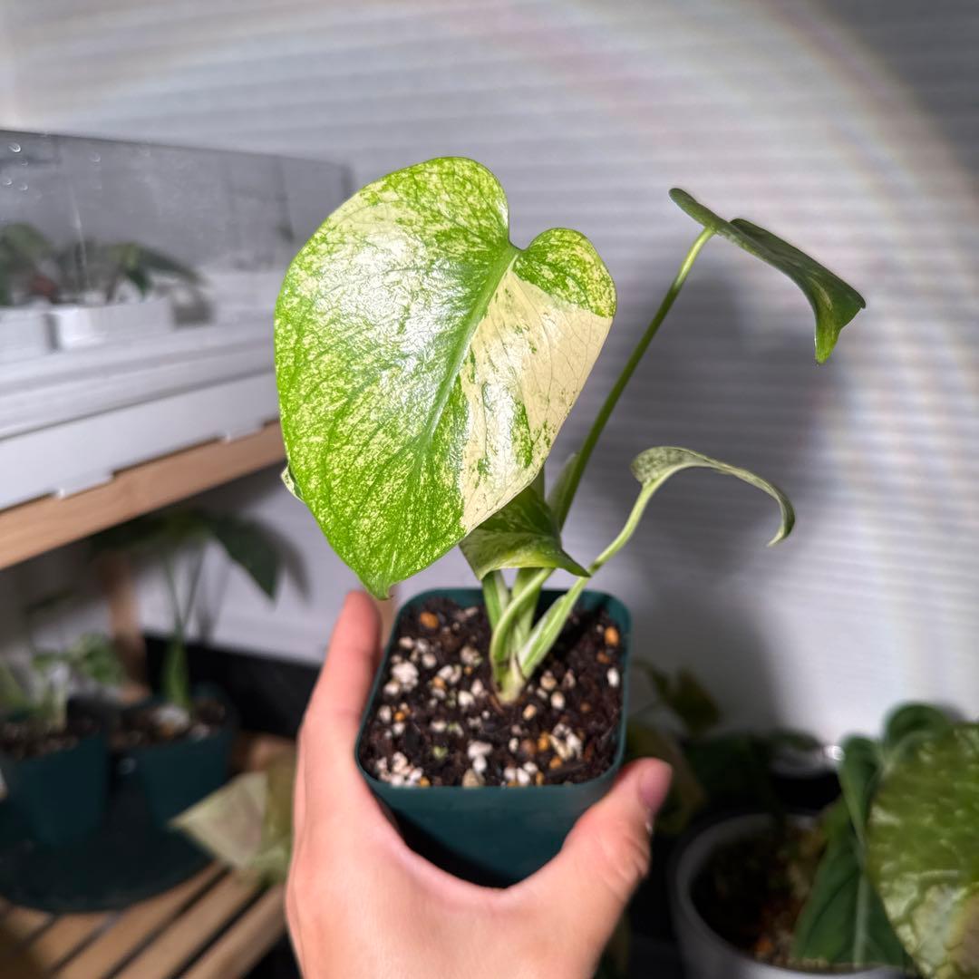 数量限定】アガベ オテロイ 種子 姫厳竜×黒火焔 30粒