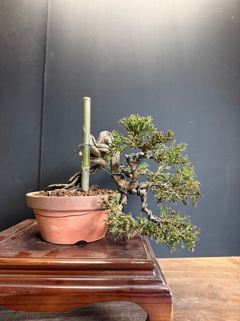 タクボマサヒロ様糸魚川真柏捻転根上がり盆栽素材　希少 懸崖の根上がりの真柏｜盆栽妙 – 盆栽妙 本店