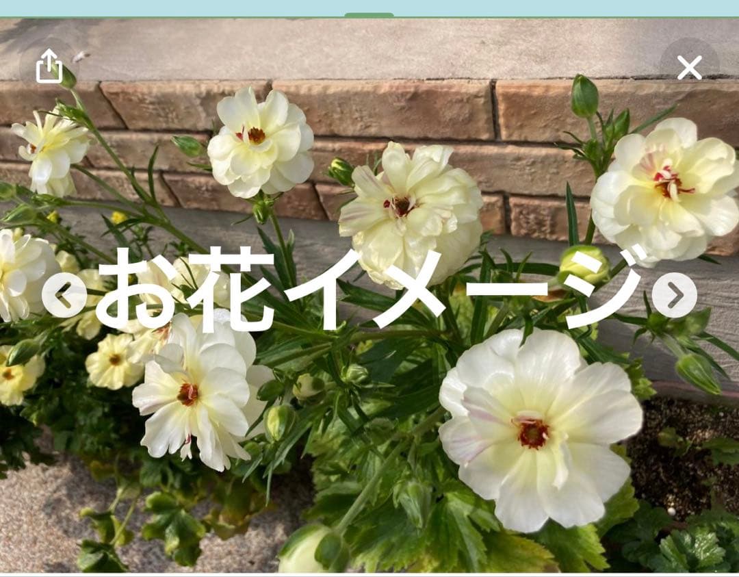 ラナンキュラスラックス ニノス ラベル苗 大株5寸 花蕾付正規品 - メルカリ