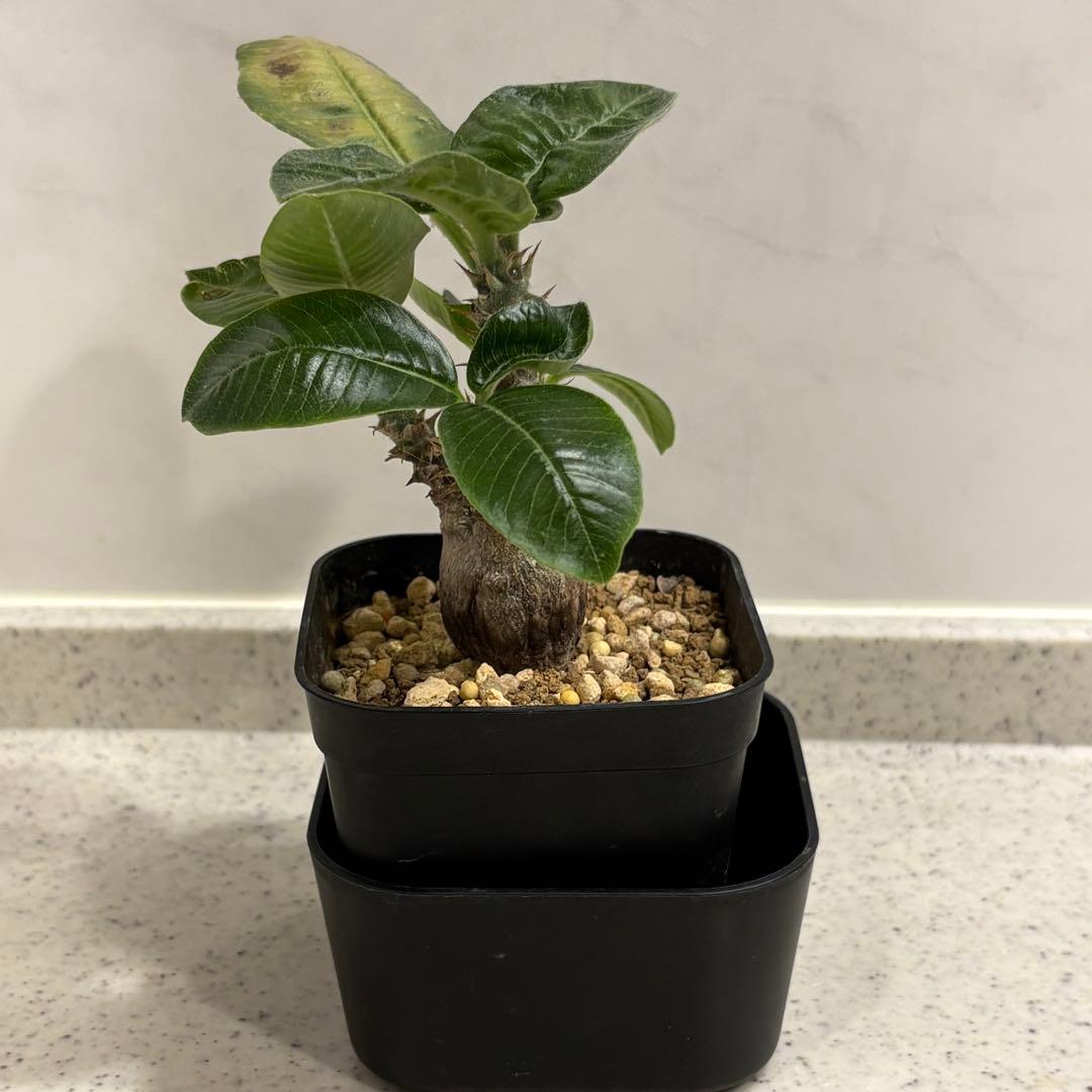 15 パキポディウム ウィンゾリー 実生 国内繁殖個体 - メルカリ