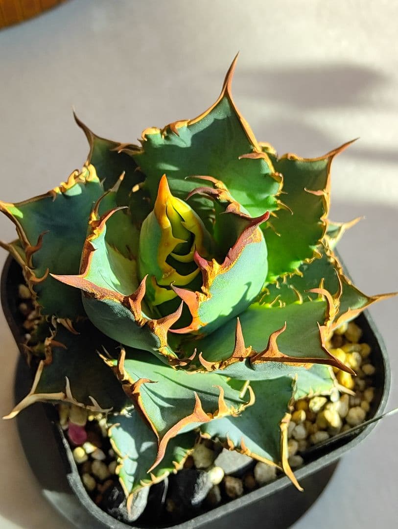 アガベ オテロイ実生選抜(メキシコ産種子)① - メルカリ