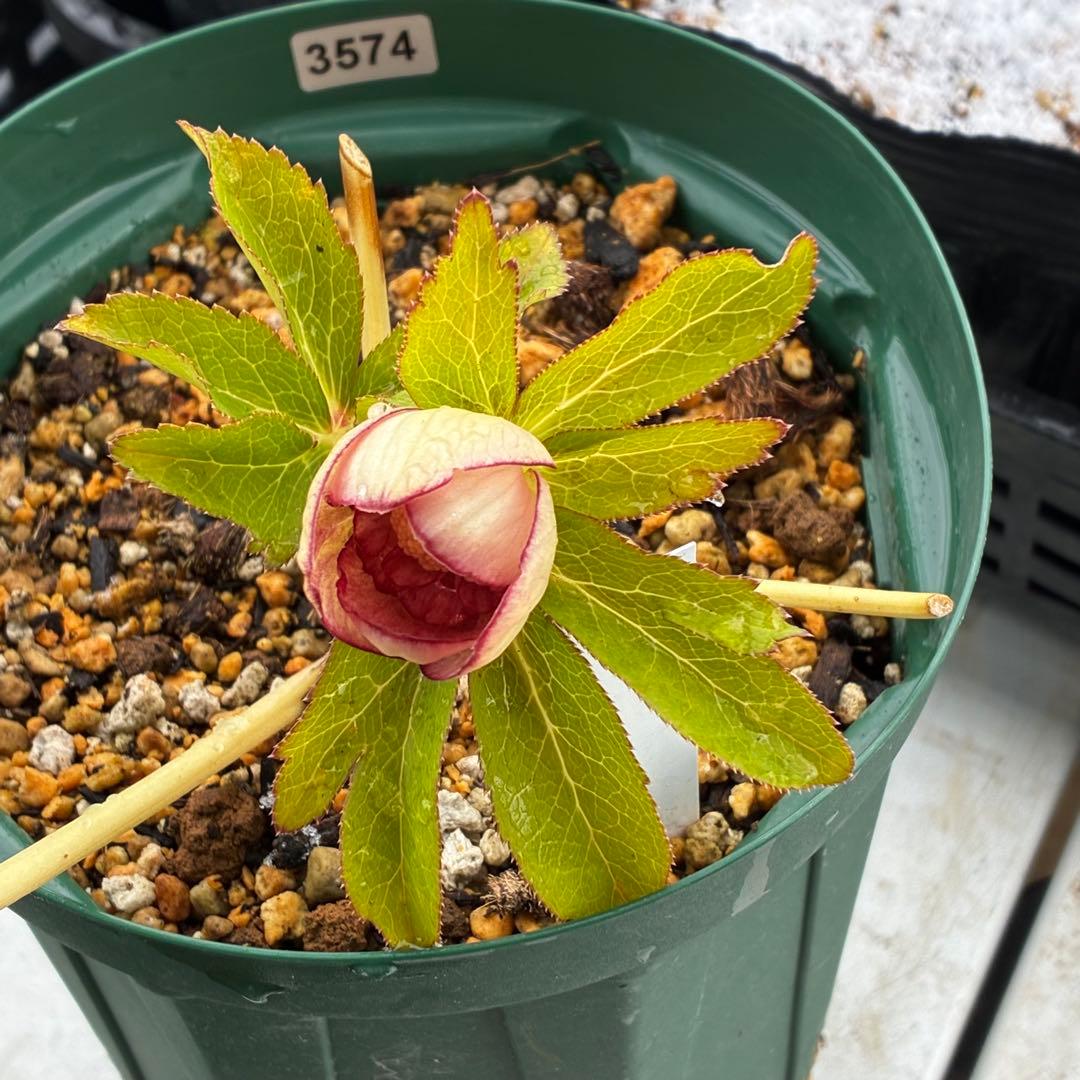 ぽ*た様 3574☘️蕾花タグ付き☘️超極上☘️超希少⭐️SD⭐️蜃気楼⭐️大木