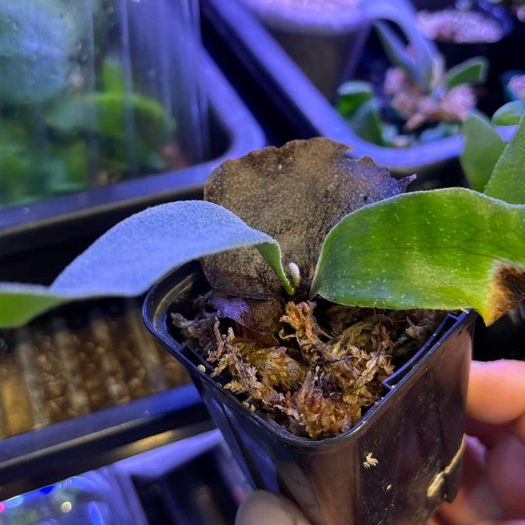 ウィリンキー原種、胞子培養 - メルカリ