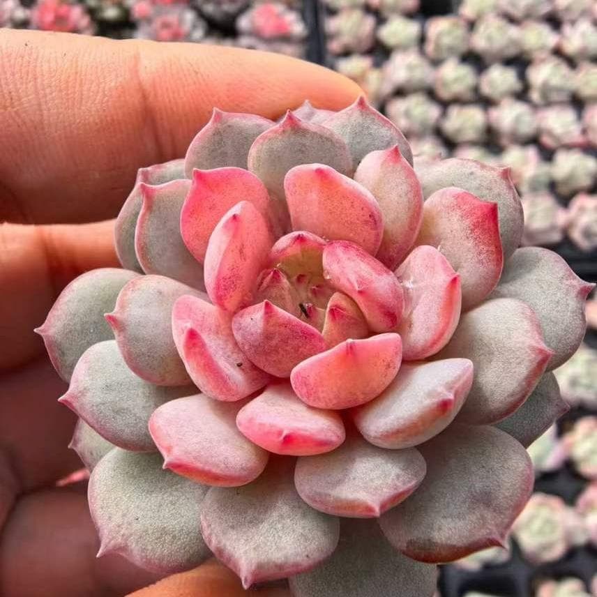 みぃみぃ様 リクエスト 2点 まとめ商品 - メルカリ