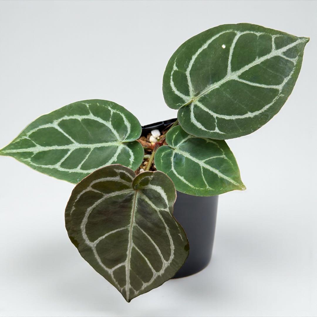 アンスリウム Anthurium KOS x RVDP - メルカリ