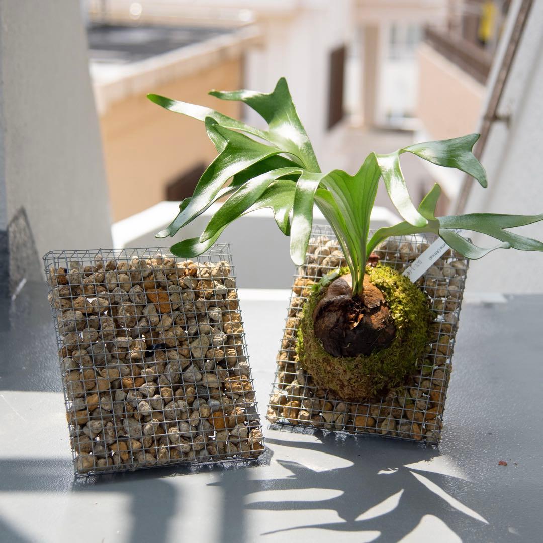 蛇籠 ビカクシダ着生板 - メルカリ