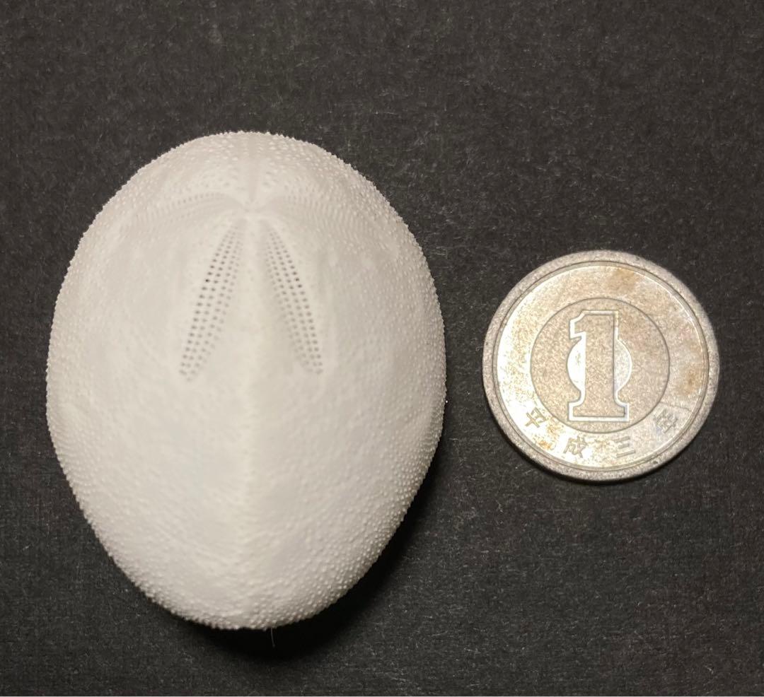 ミナミオオブンブク オオブンブク ブンブク ウニ殻 標本 - メルカリ