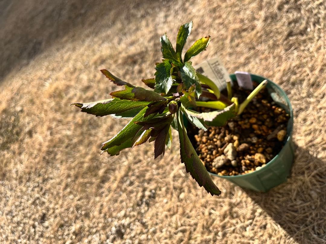 クリスマスローズ 認定 レッドクレオパトラ 株分け