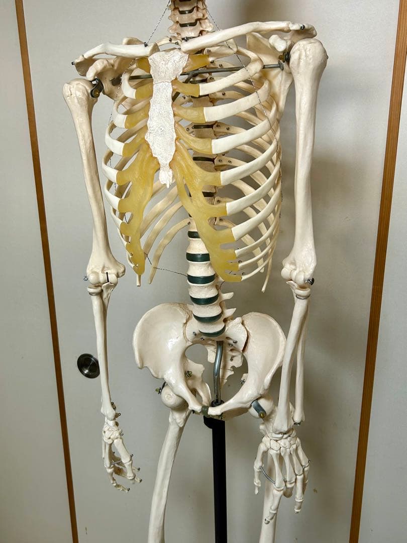 ☆ソムソ社全身模型可動式170cm人体模型ドイツ移動式キャスター付き