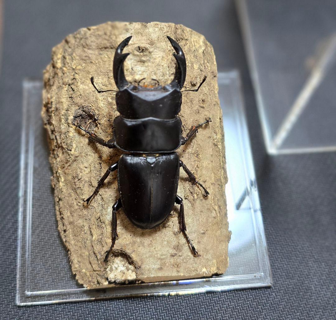 オオクワガタ 標本 ジオラマ 風 - メルカリ