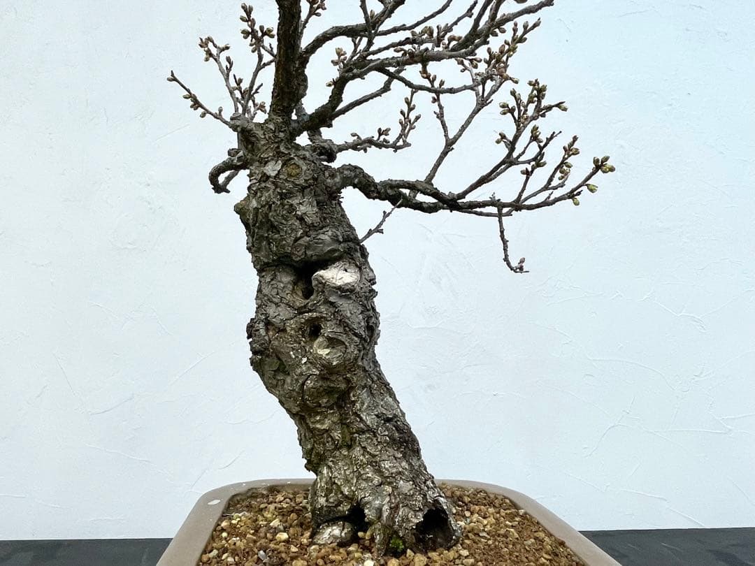 三河盆栽 野梅 ヤバイ 梅 盆栽 花物 白花 極古 荒皮 サバ幹