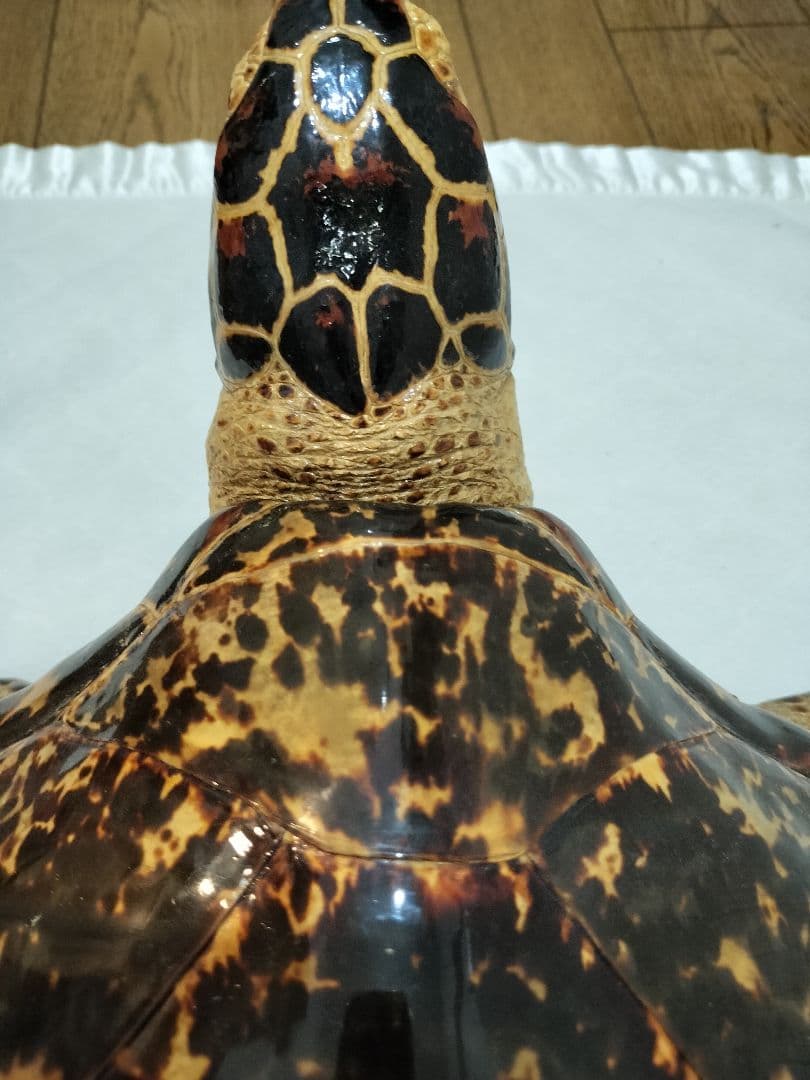 タイマイ ウミガメ剥製 国際希少野生動植物種登録票有 - メルカリ