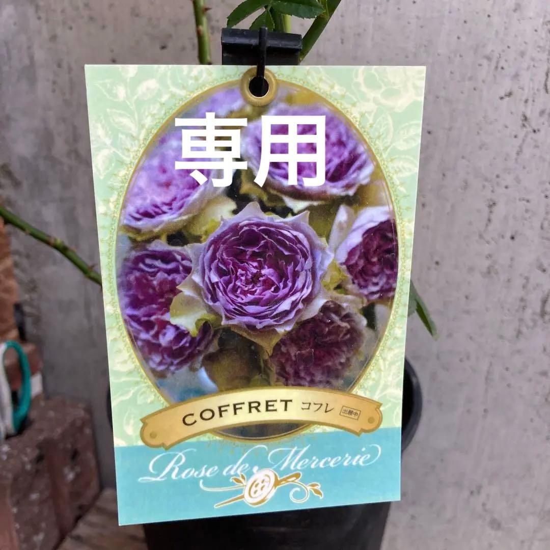 バラ苗 コフレ 6寸大株 うさぎ様専用です。 - メルカリ