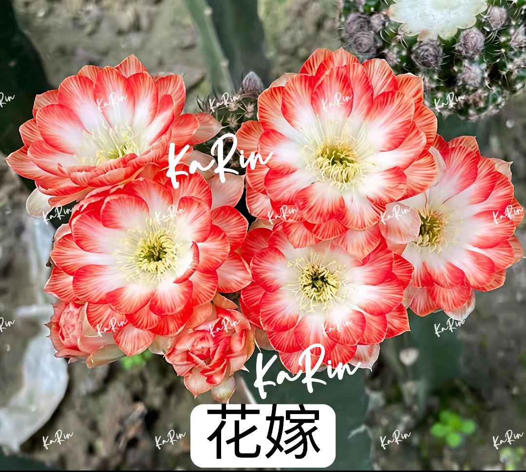 88-花嫁 超人気花サボテン ロビビア属 複色咲き 小型品種開花株 カキコ